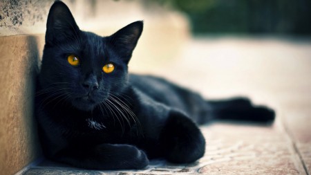 GATO NEGRO 
